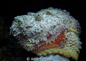 Stonefish - Portrait by Andre Philip 